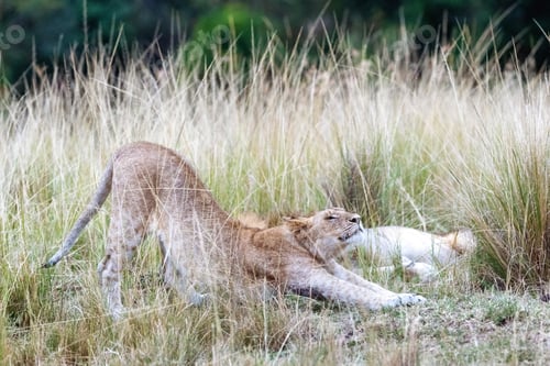 Preview: Lioness Stretching in Africa Grassland