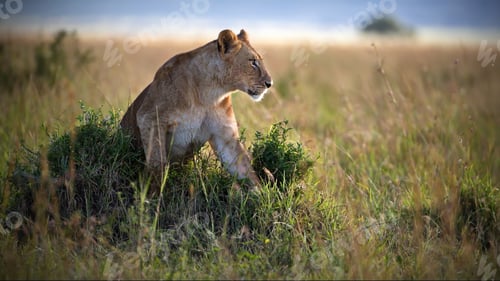 Preview: Beautiful shot of a lion on a field in Masai Mara, Kenya