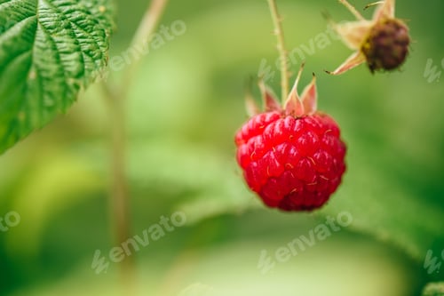 Preview: Raspberry with Leaves on a Branch.