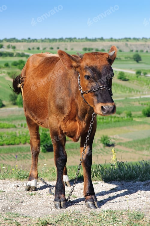 Preview: young cow at meadow