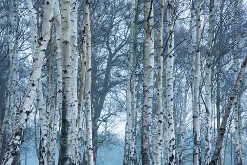 Preview: Birch Tree woodland in Richmond Park, London, England