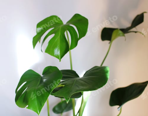 Preview: Manstera leaves