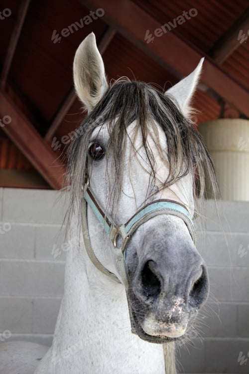 Preview: Portrait of a white purebred horse