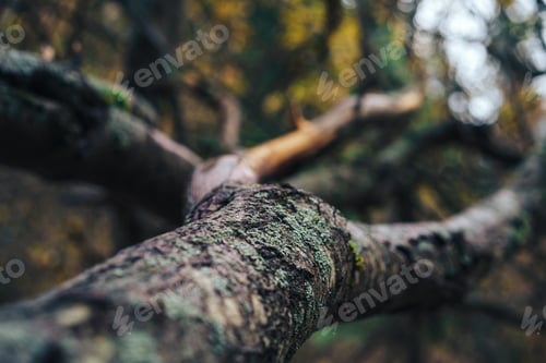 Preview: Large tree roots covered with moss