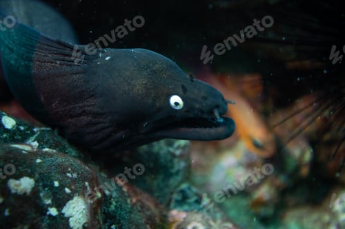 Preview: Black moray eel