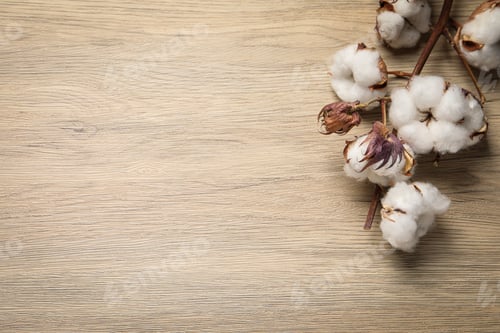 Preview: Dry cotton branch with fluffy flowers on wooden table, flat lay. Space for text