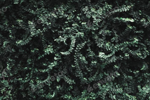 Preview: close up tropical dark green leaf foliage wall at outdoor.abstract nature background.