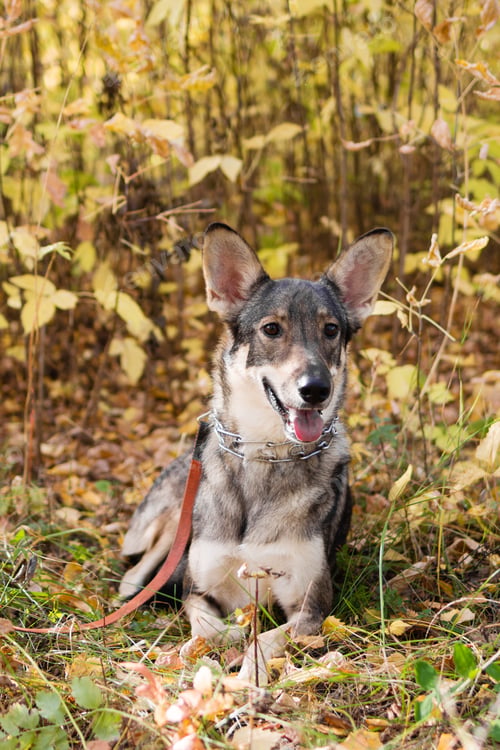 Preview: Portrait of brown and white short-haired mongrel dog is sitting on autumn grass and leaves.