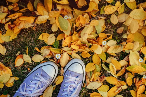 Preview: Pair of sneakers on the ground covered with yellow autumn leaves and small white flowers.