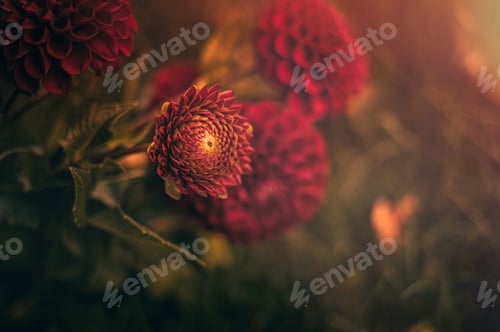 Preview: Dahlias Just Budding