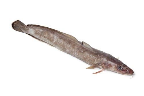 Preview: Fresh ling fish
