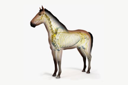 Visualização: Anatomia equina: pele, esqueleto e sistema nervoso