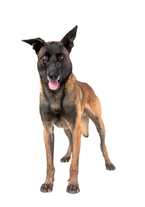 Preview: malinois in studio