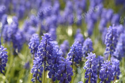 Preview: Closeup shot of light blue flowers in the green field