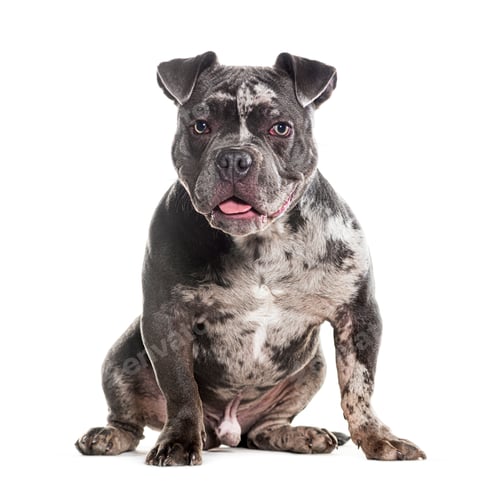 Preview: Merle American Bully sitting in front, panting and looking at the camera, isolated on white