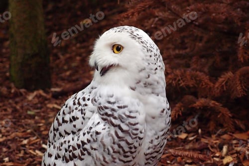 Preview: owl, bird, snowy owl, wilderness