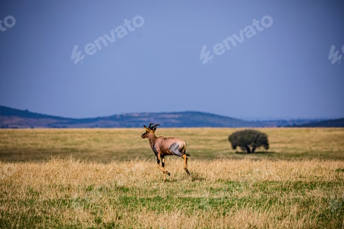 Preview: Topi Impala Antelope Africa Wildlife Wild Animals Great Rift Valley Maasai Mara
