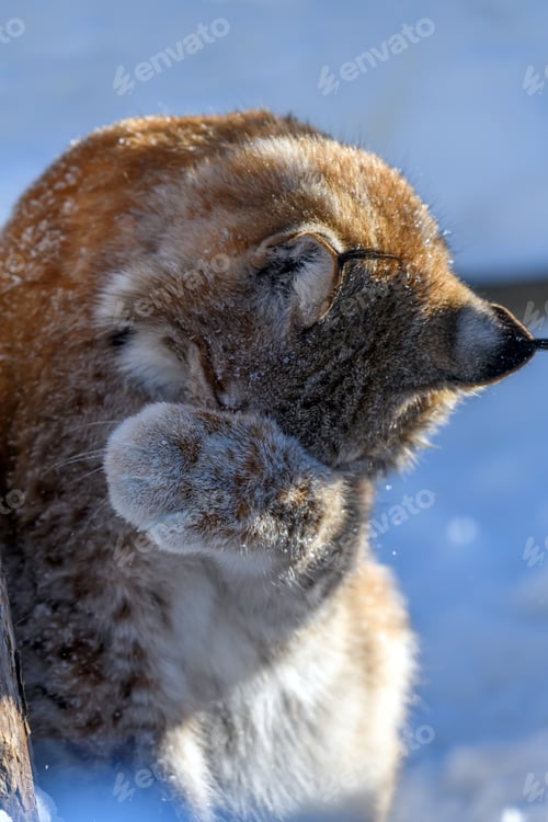 Preview: Lynx wash in the snow. Wildlife scene from winter nature