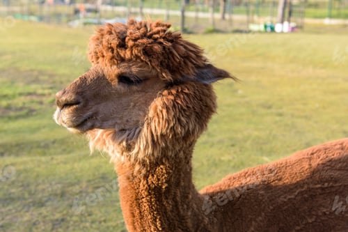 Preview: Brown alpaca on the farm