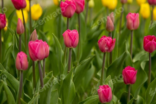 Preview: Pink tulips. Floral background. Spring flower tulip. Flowers in the garden.