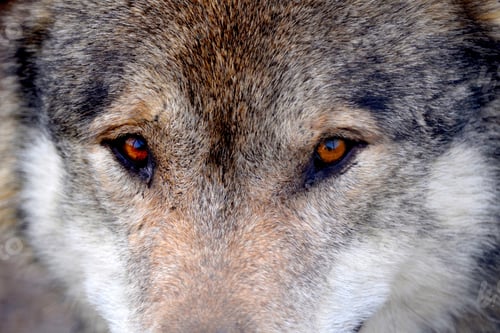 Preview: wolf, eye, head, face, wilderness