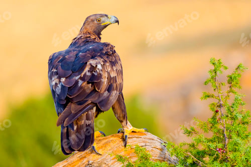 Preview: Golden Eagle, Mediterranean Forest, Spain