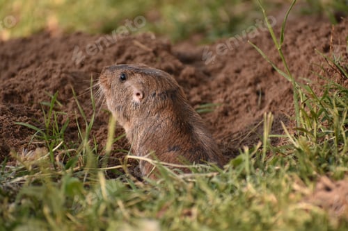 Preview: Closeup shot of a cute tuco-tuco animal looking out of a hole