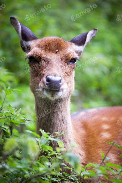 Preview: sika deer (lat. Cervus nippon) doe