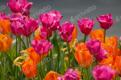 Preview: Pink and orange tulips growing in garden.