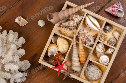 Preview: Beachcombing - Seashell Collection