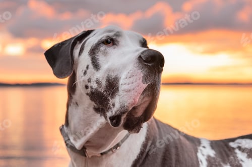 Preview: Dog at golden hour sunset