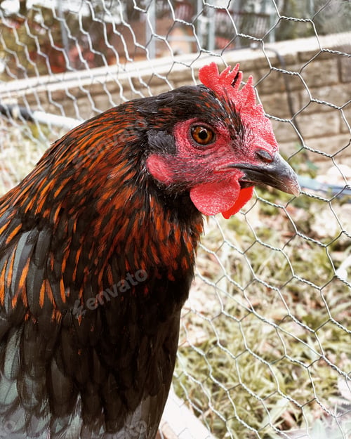 Preview: Majestic Chicken Portrait Behind Wire Fence