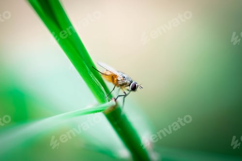 Preview: Small Fly on Green Grass Blade with Blurred Background