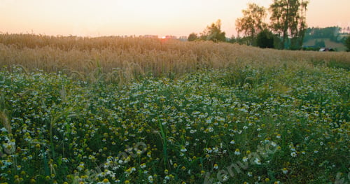 Preview: Rural picturesque landscape. Chamomile flowers and golden ears of wheat grow on meadow. Sunset