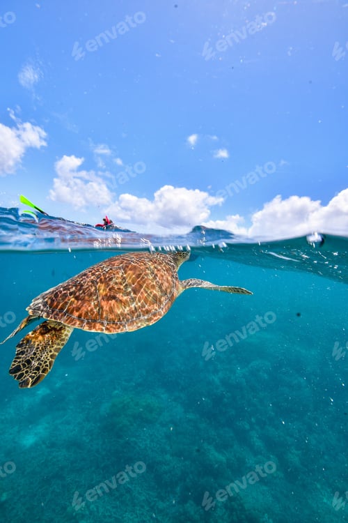 Preview: green turtle in the great barrier reef