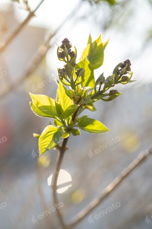 Preview: A branch with young leaves in natural conditions in spring.