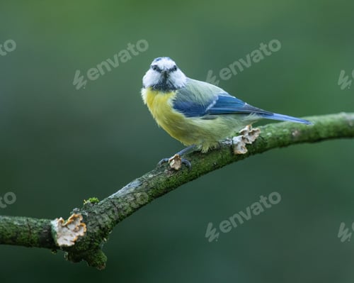 Preview: Blue tit perched on a branch