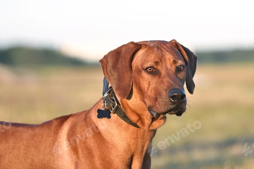 Preview: Portrait of Ridgeback