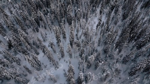 Preview: Aerial flight over the winter forest with snow covered ground. Clip. Drone flies over the taiga.