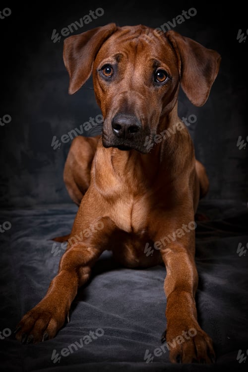 Preview: Brown Rhodesian Ridgeback dog lying on a bed