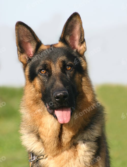 Preview: german shepherd