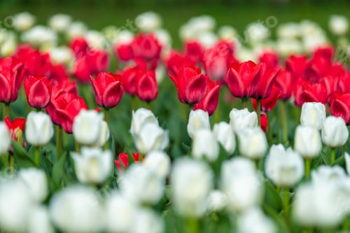 Preview: Spring fields of blooming tulip. Beauty outdoor scene