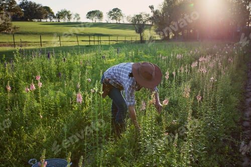 Preview: Young woman selecting snapdragons (antirrhinum) from flower farm field