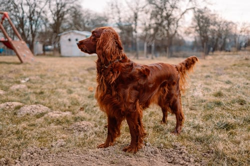 Preview: Irish red setter portrait on green grass background, outdoors, horizontal