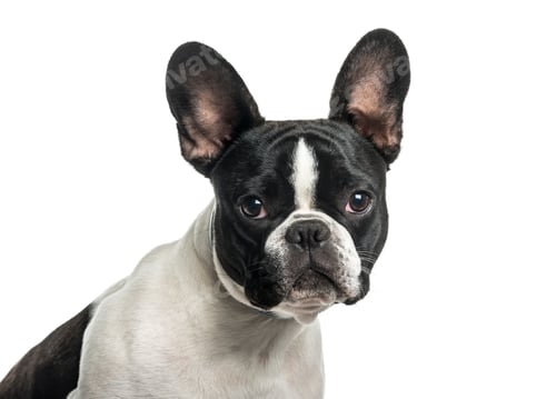 Preview: French bulldog in close up against white background
