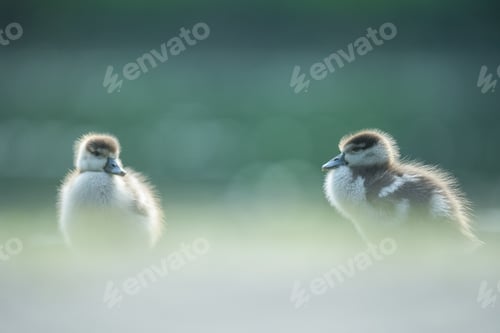 Preview: Closeup shot of cute baby ducks on a blurred background