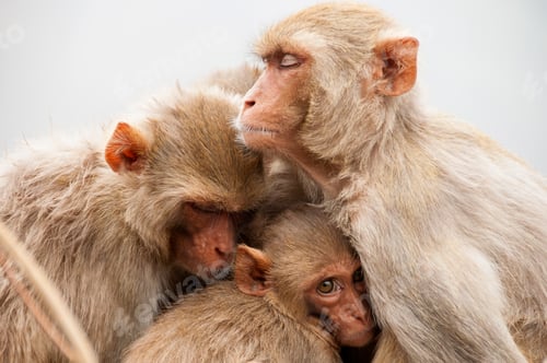 Preview: Monkey family with babies, hugging each other, Red faced macaque, emotional photo.