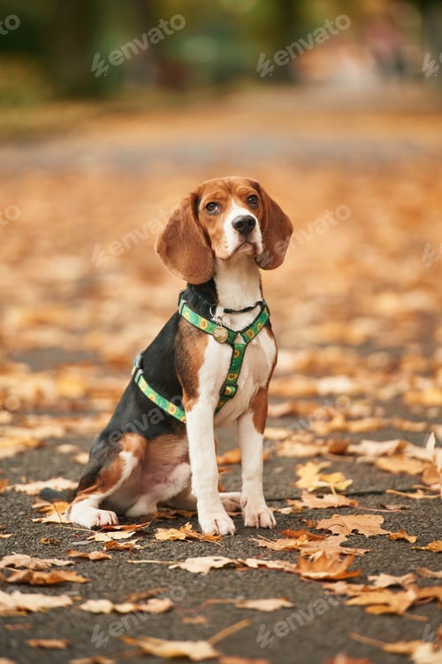 Preview: Cute cocker spaniel dog is sitting on the ground in the park with fallen leaves