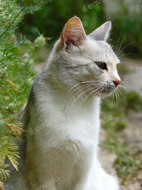 Preview: Vertical shot of a cute fluffy Burmilla cat in a park looking aside