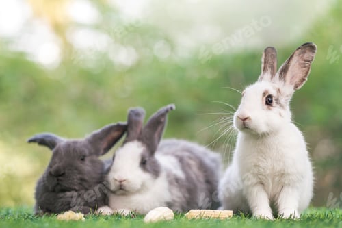 Preview: bunny Easter fluffy baby rabbit or new born rabbit.